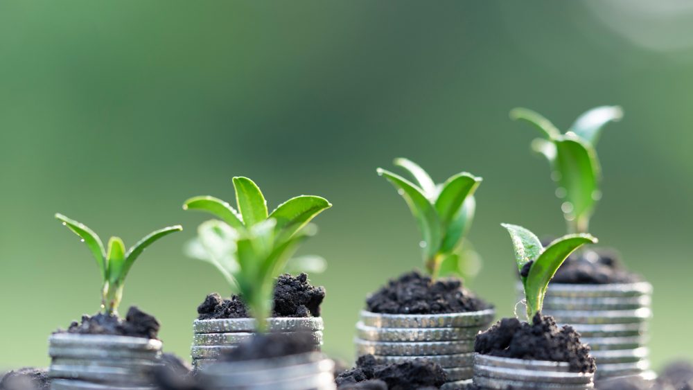 Piles of coins with small plants growing in them.